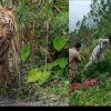 Uttarakhand news: tiger attack to teacher ranveer Singh in pauri garhwal. Pauri tiger attack latest news
