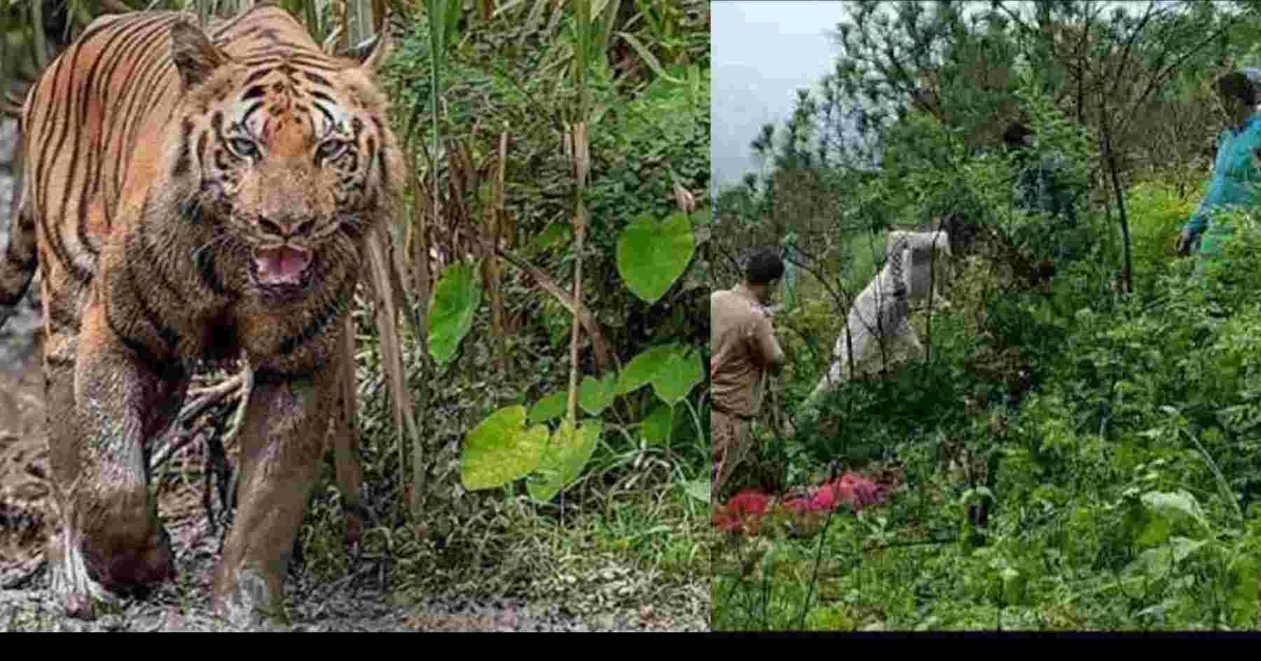 Uttarakhand news: tiger attack to teacher ranveer Singh in pauri garhwal. Pauri tiger attack latest news