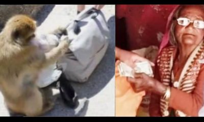 Uttarakhand latest news: Monkey ran away after snatching purse from elderly mother in nainital today. Nainital latest news today