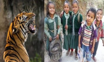 Uttarakhand news: Tiger terror continues in Pauri Garhwal, all schools will remain closed till 26.