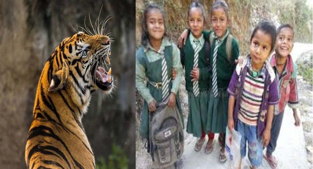 Uttarakhand news: Tiger terror continues in Pauri Garhwal, all schools will remain closed till 26.