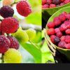 Uttarakhand: famous kafal Myrica esculenta fruit is a panacea benefits for many serious diseases in Himalayas. kafal fruit in uttarakhand