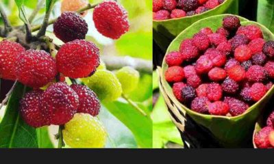 Uttarakhand: famous kafal Myrica esculenta fruit is a panacea benefits for many serious diseases in Himalayas. kafal fruit in uttarakhand