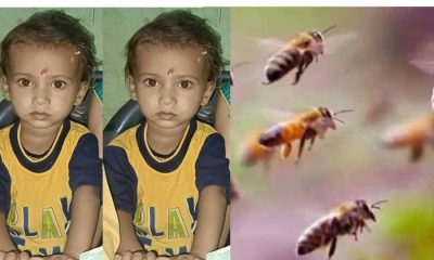 Uttarakhand news: Innocent nephew Kartik going to marriage died due to bee sting in tanakpur Champawat. Tanakpur Champawat news.