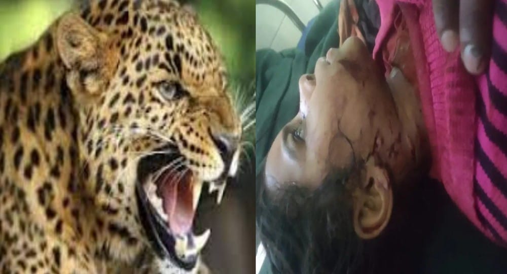 Uttarakhand news: Guldar terror in gangolihat Pithoragarh, 7-year-old innocent girl Shashikala attack. Pithoragarh Guldar Attack