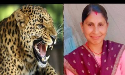 Uttarakhand news: Guldar attack on women Sunita Devi of Chinyalisour uttarakashi who went to cut grass, died. Uttarakashi Guldar attack.