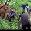 Uttarakhand news: Tiger attack a woman who went to collect grass