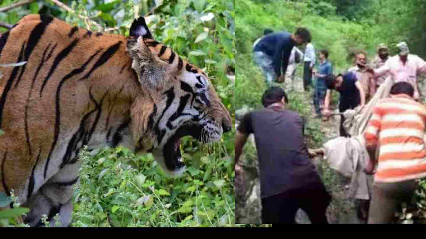 Uttarakhand news: Tiger attack a woman who went to collect grass