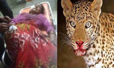 Uttarakhand: Guldar attack two girls in tehri Garhwal grandmother save their life