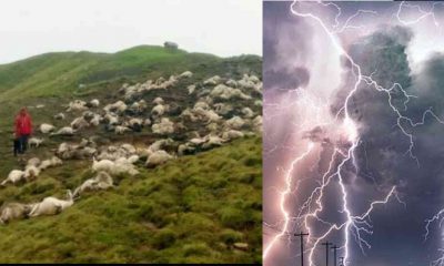 Uttarakhand news: 400 goats died due to lightning thunderstorm in kapkot Bageshwar. thunderstorm in uttarakhand