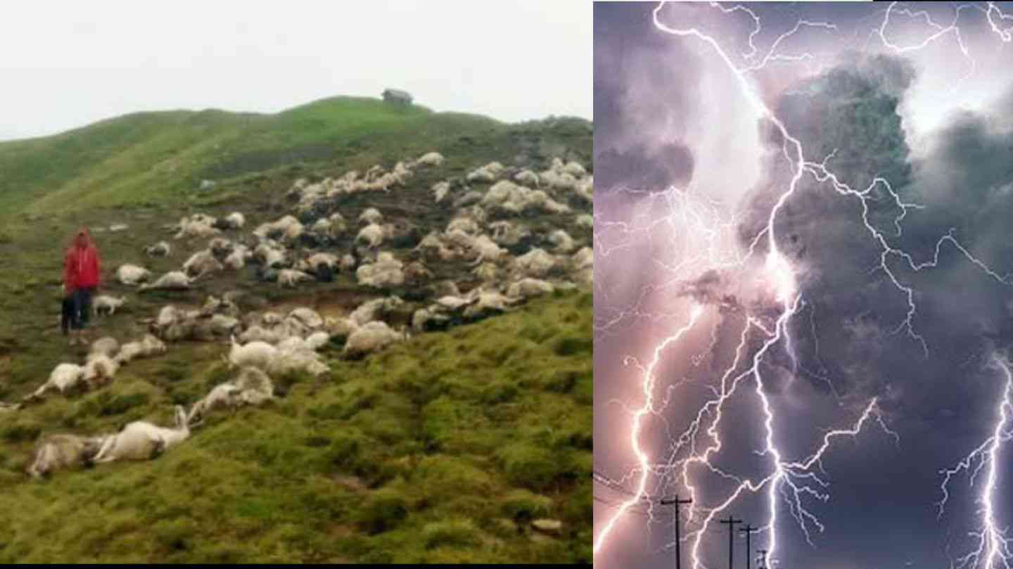 Uttarakhand news: 400 goats died due to lightning thunderstorm in kapkot Bageshwar. thunderstorm in uttarakhand