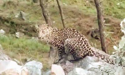 Uttarakhand news: Leopard tendua came in the middle of the road in Uttarkashi. watch the video. Tendua in Uttarkashi