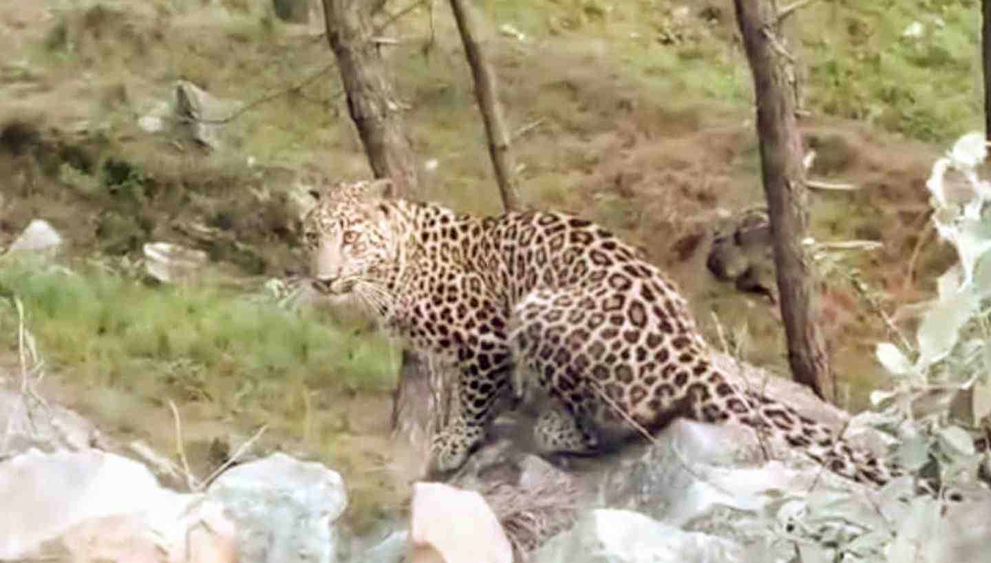 Uttarakhand news: Leopard tendua came in the middle of the road in Uttarkashi. watch the video. Tendua in Uttarkashi