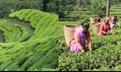 Immense possibilities of tea cultivation garden in Uttarakhand! Can be a big source of employment. Tea Garden in Uttarakhand