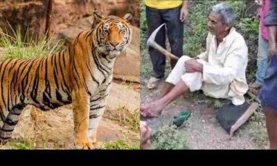 Uttarakhand news: in Pauri Garhwal kotdwar Tiger attack an old man, the old man saved his life by fighting