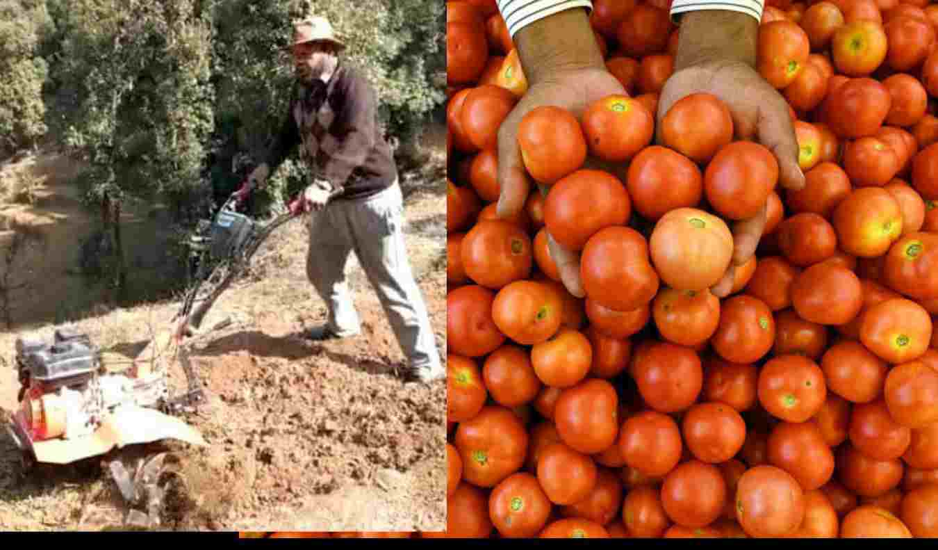 Uttarakhand news : Madan Singh of Pithoragarh became a millionaire by cultivating tomato farming price hike India. Tomato Price hike india