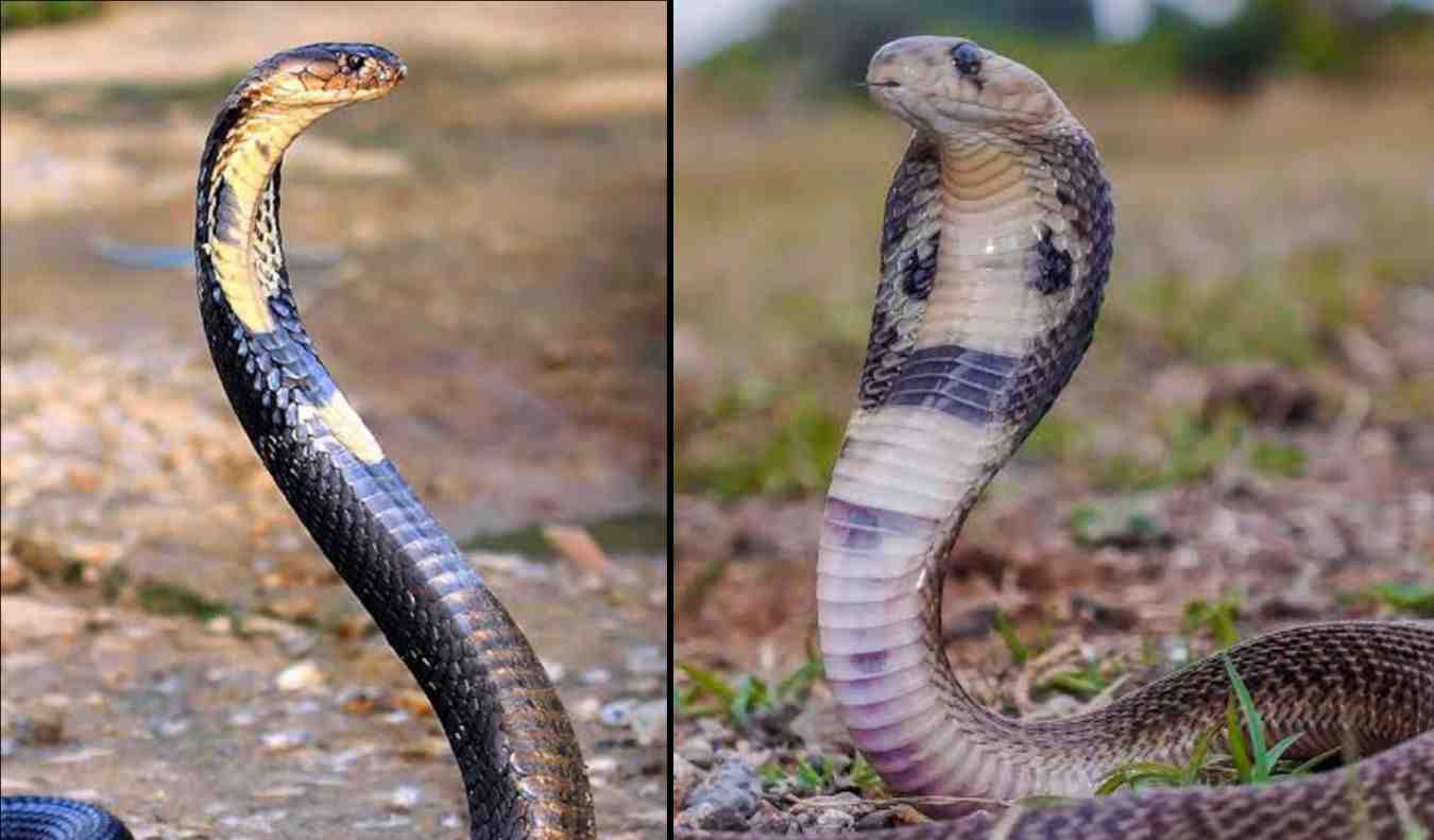 Uttarakhand news: A cobra bitten the brother and sister sleeping at home, in dehradun. Cobra Dehradun News