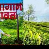 Uttarakhand news: Now entry fee will have to be paid to see the beauty of Champawat tea garden.