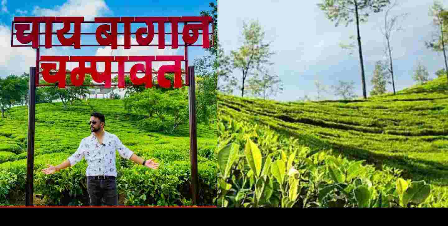 Uttarakhand news: Now entry fee will have to be paid to see the beauty of Champawat tea garden.
