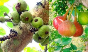 Timla Fruit Benifits Uttarakhand 