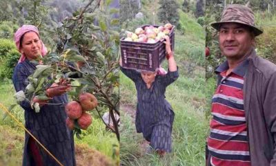 Uttarakhand: Husband wife dhani kanti chand and vijaypal chand started apple and kiwi farming in pauri Garhwal self employment