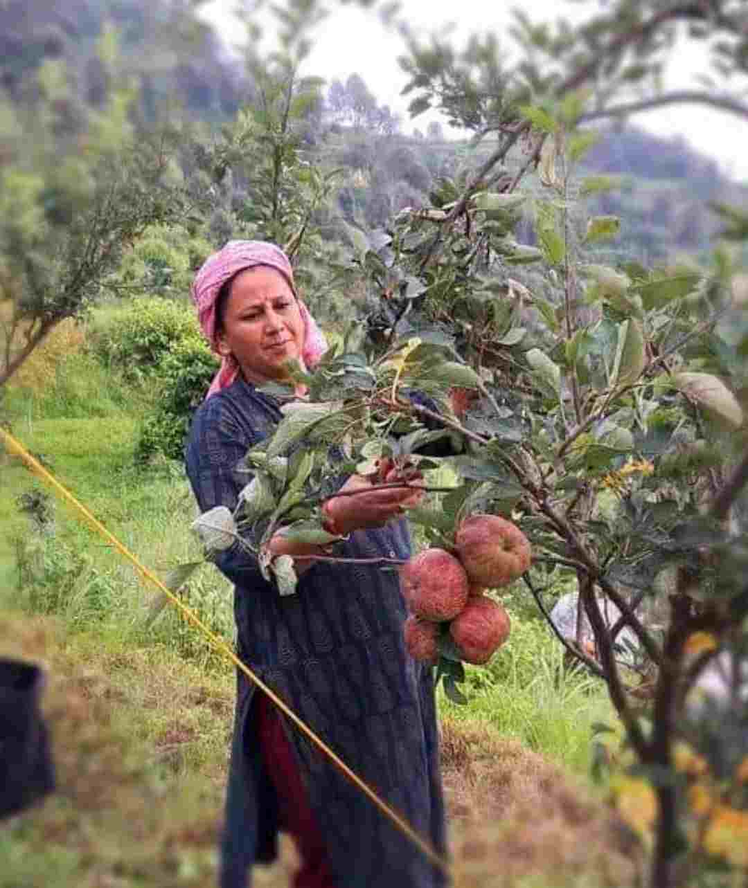 Pauri Garhwal apple farming 