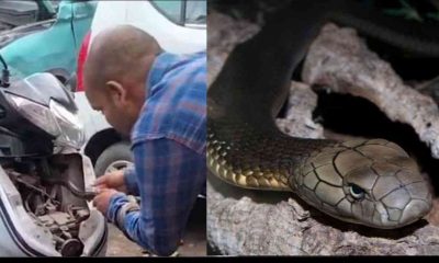 Uttarakhand news: cobra snake found under scooter in rishikesh. uttarakhand Cobra snake latest news devbhoomidarshan17.com