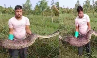 Uttarakhand news: Giant python swallowed alive in Haldwani rescue video. Haldwani Python Rescue devbhoomidarshan17.com
