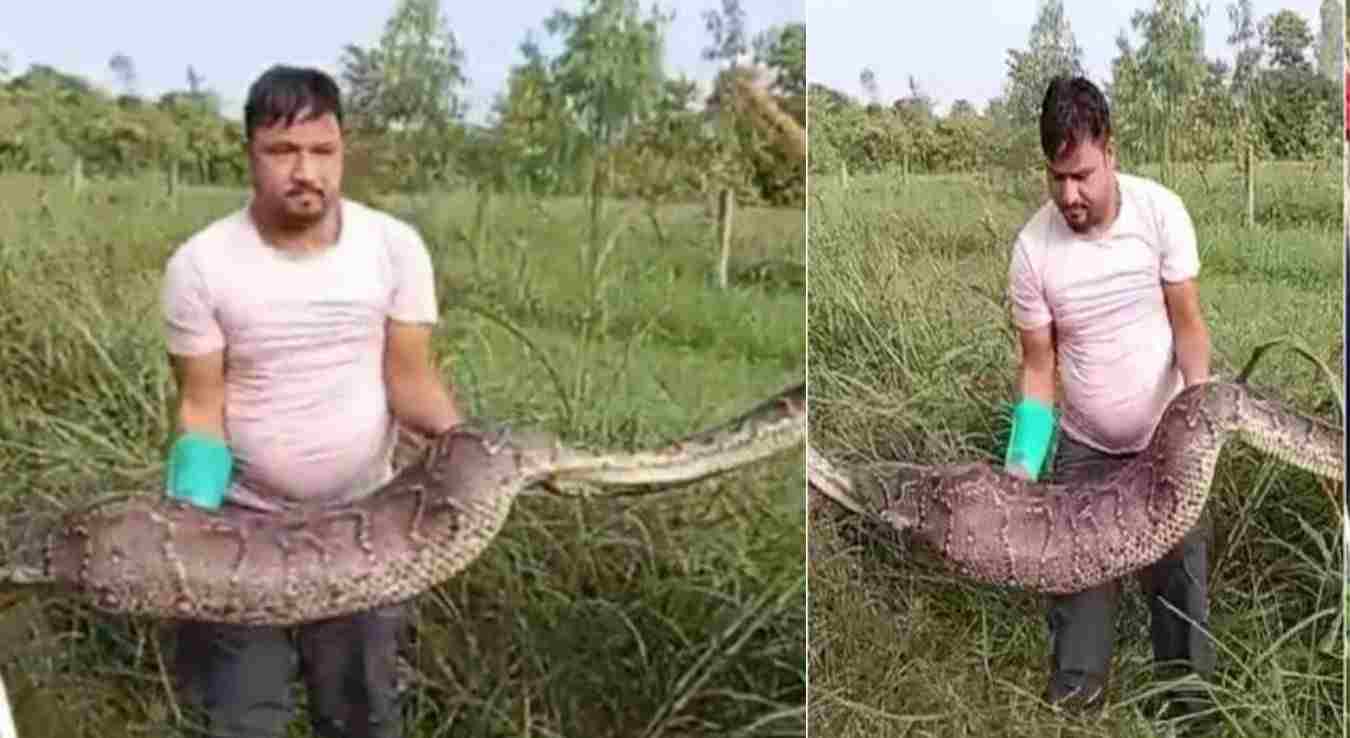Uttarakhand news: Giant python swallowed alive in Haldwani rescue video. Haldwani Python Rescue devbhoomidarshan17.com