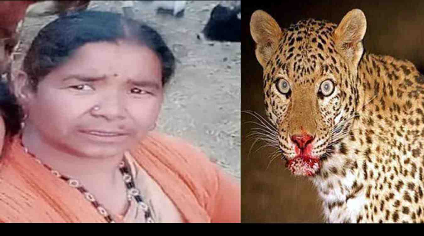Uttarakhand news : Dreaded Guldar attack in woman Bigari Devi of nainidanda pauri garhwal. Guldar Attack in Pauri Garhwal