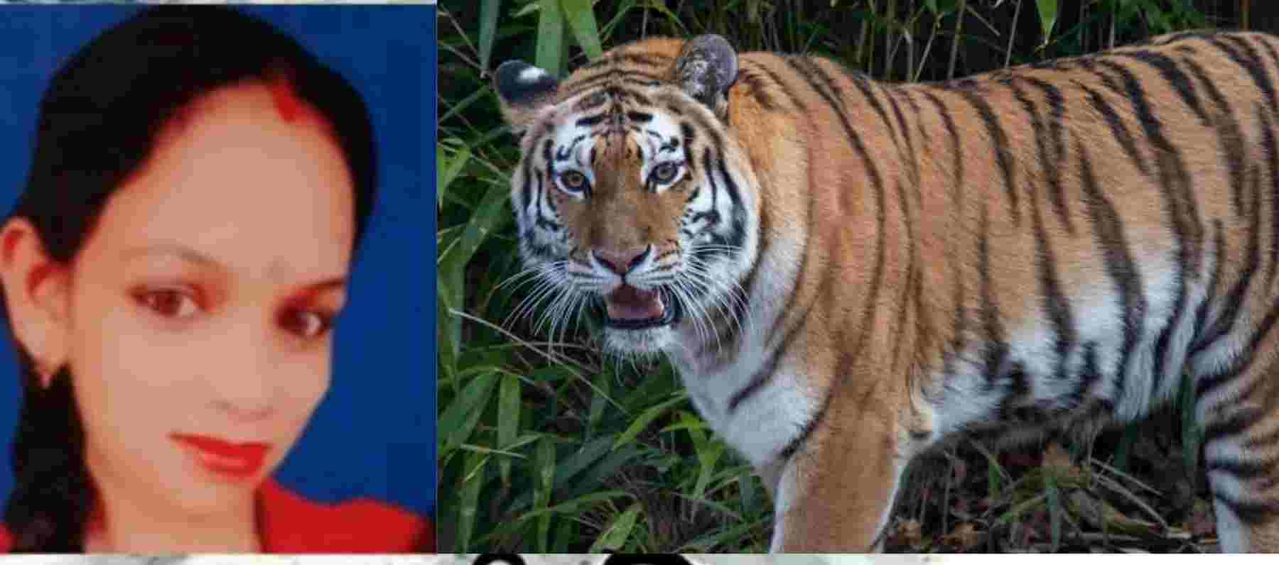 Pooja Bisht ramnagar tiger attack