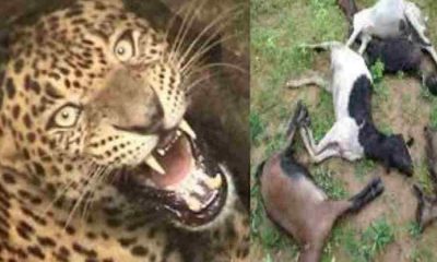 Uttarakhand guldar attack on goats in Gangolihat Pithoragarh
