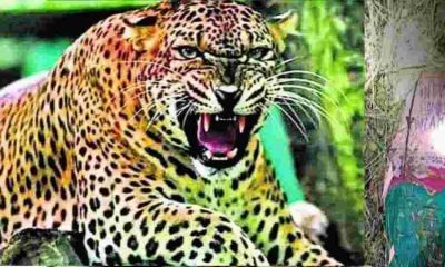 Uttarakhand tiger attack dehradun