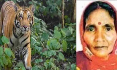 UTTARAKHAND news: Khatima tiger Attack in women in surai range