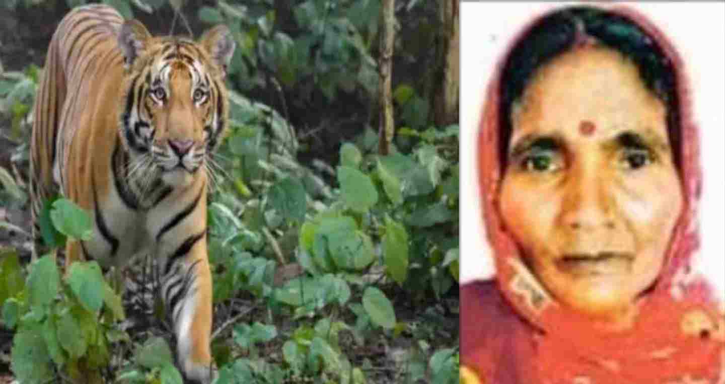 UTTARAKHAND news: Khatima tiger Attack in women in surai range