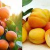 Khubani Fruit Benifits Hindi KHUMANI FRUIT