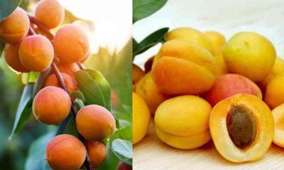 Khubani Fruit Benifits Hindi KHUMANI FRUIT