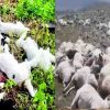 Sheep and goats died in Rudraprayag news today