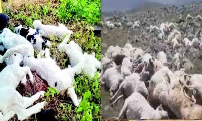 Sheep and goats died in Rudraprayag news today