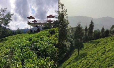 Champawat Tea Garden