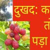 Pithoragarh news kafal tree