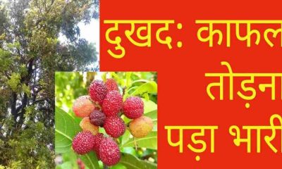 Pithoragarh news kafal tree