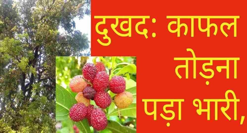 Pithoragarh news kafal tree