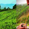 Uttarakhand tea history Hindi