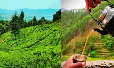 Uttarakhand tea history Hindi