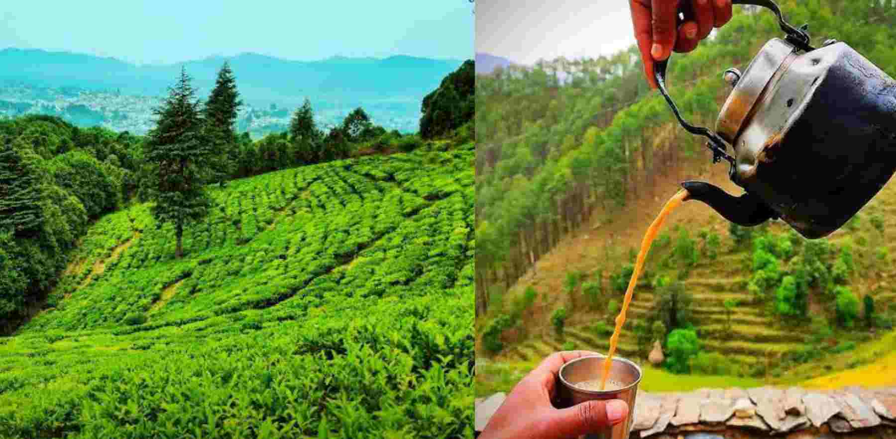 Uttarakhand tea history Hindi