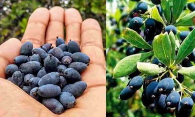 Kilmora Fruit Benifits Hindi