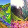 Valley of Flowers chamoli