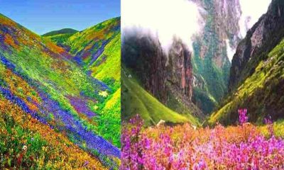Valley of Flowers chamoli