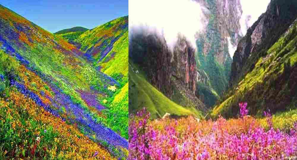 Valley of Flowers chamoli